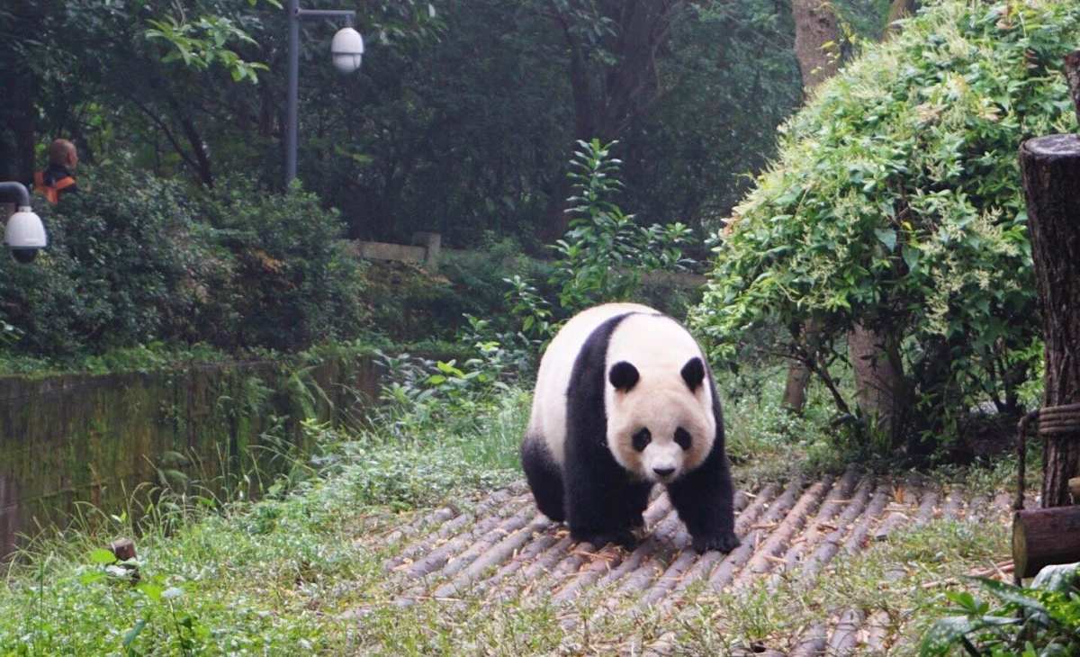 八月晒单也疯狂之🎉成都大熊猫基地🐼 🍇来成都一定要来大