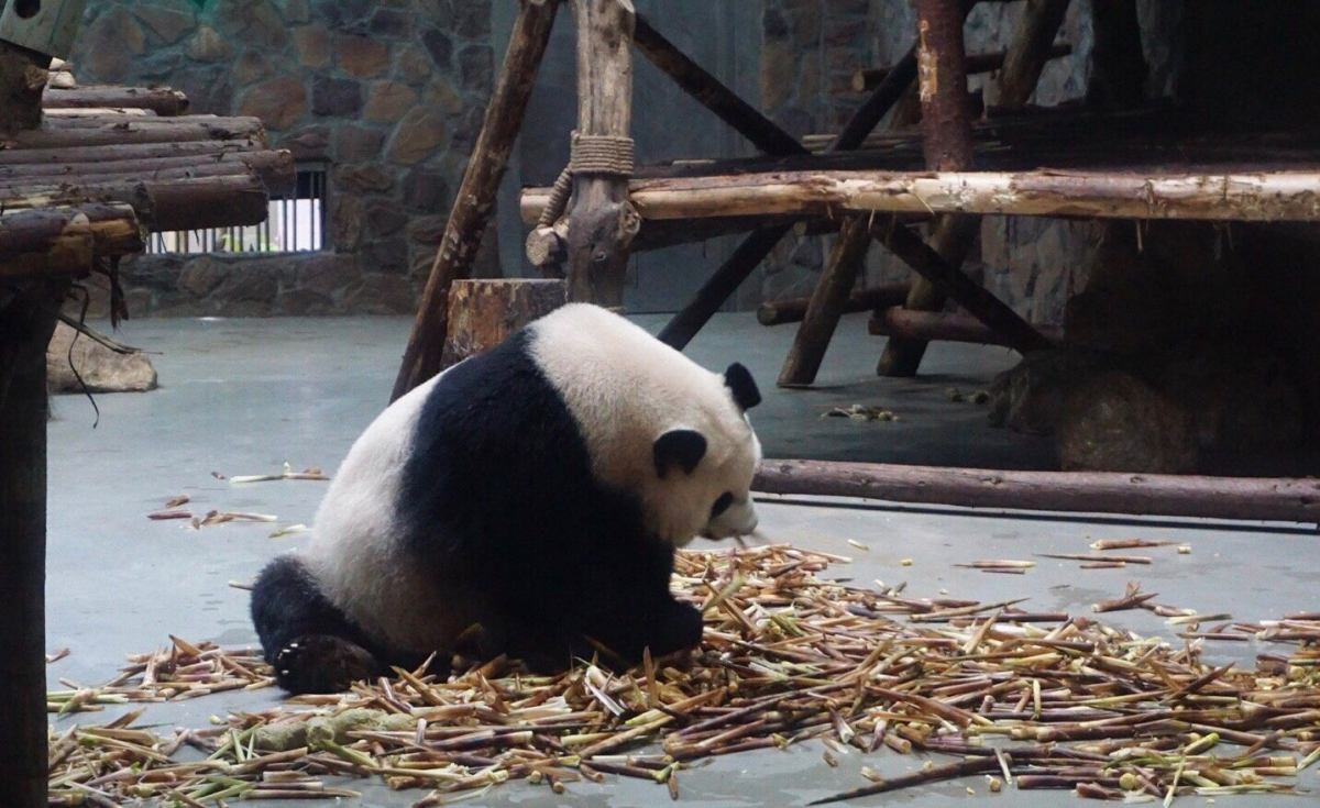 八月晒单也疯狂之🎉成都大熊猫基地🐼 🍇来成都一定要来大