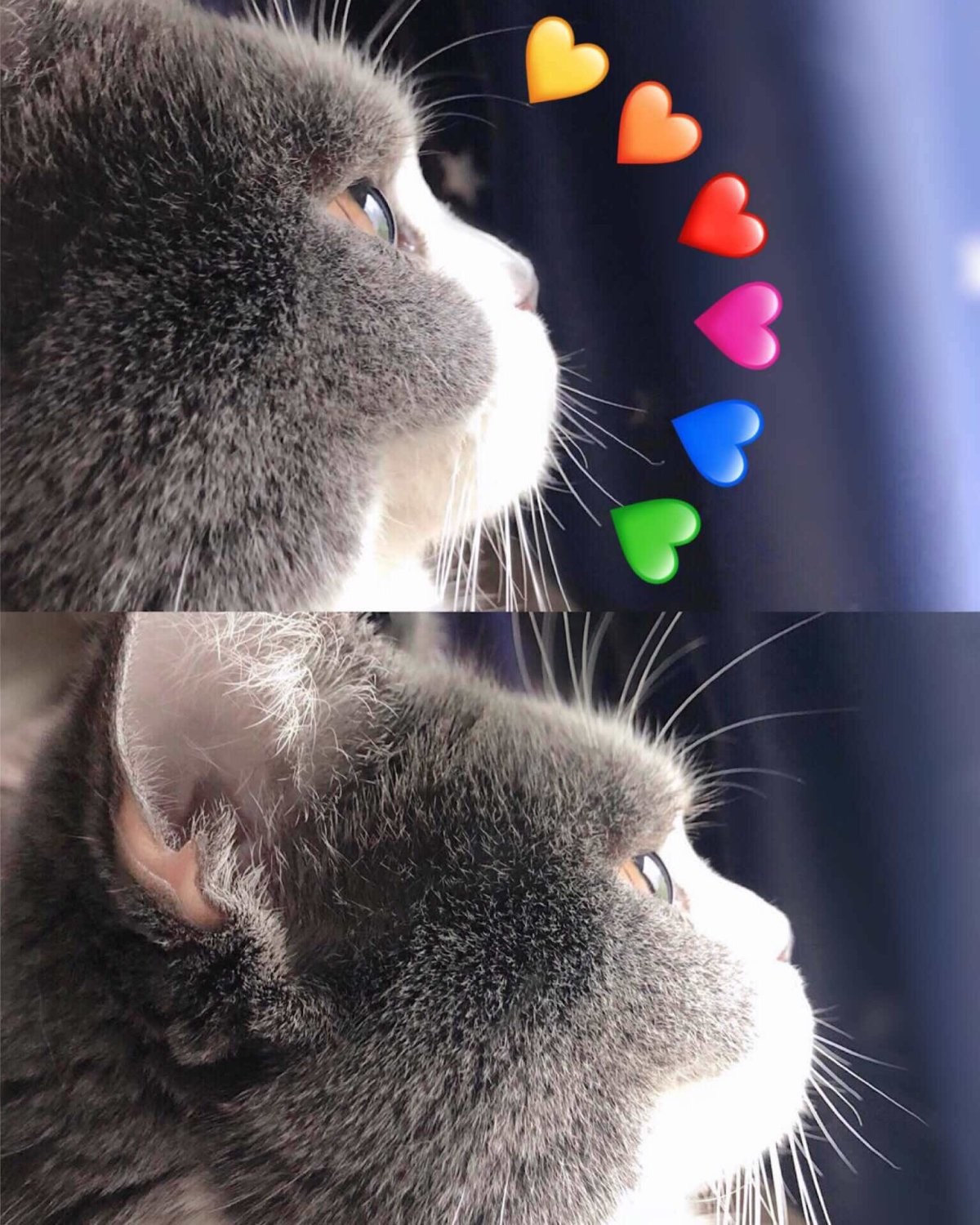 猫主子必备日常用品合集🐈人不如猫系列🐾🐾 作为一位老母