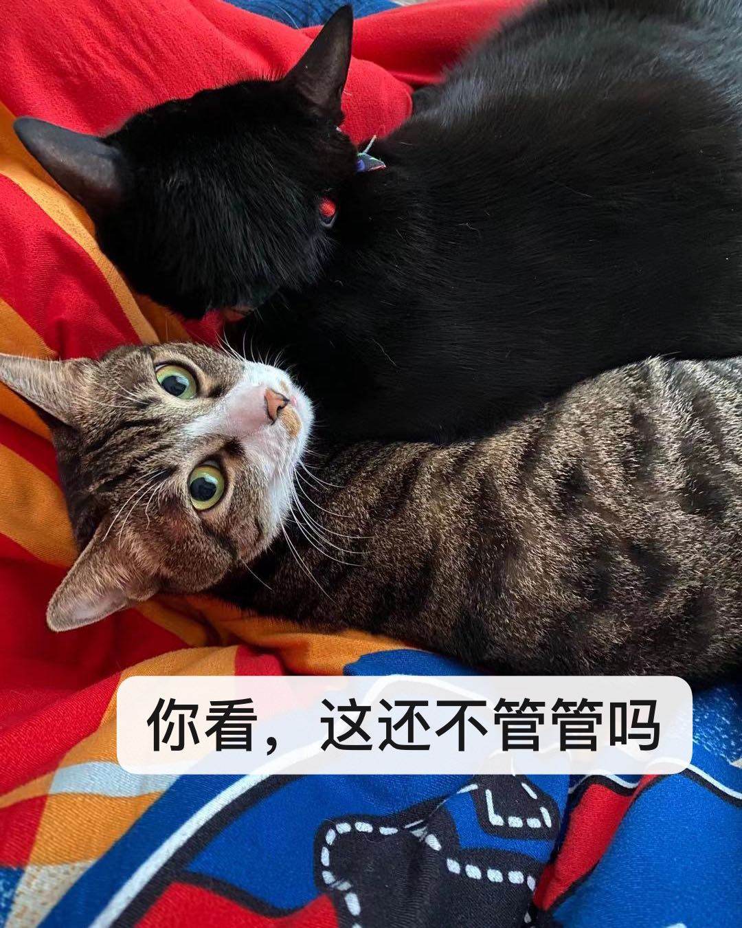 我们家就像一个快递集散地，包裹来来走走 快过年了，囤点巧克力