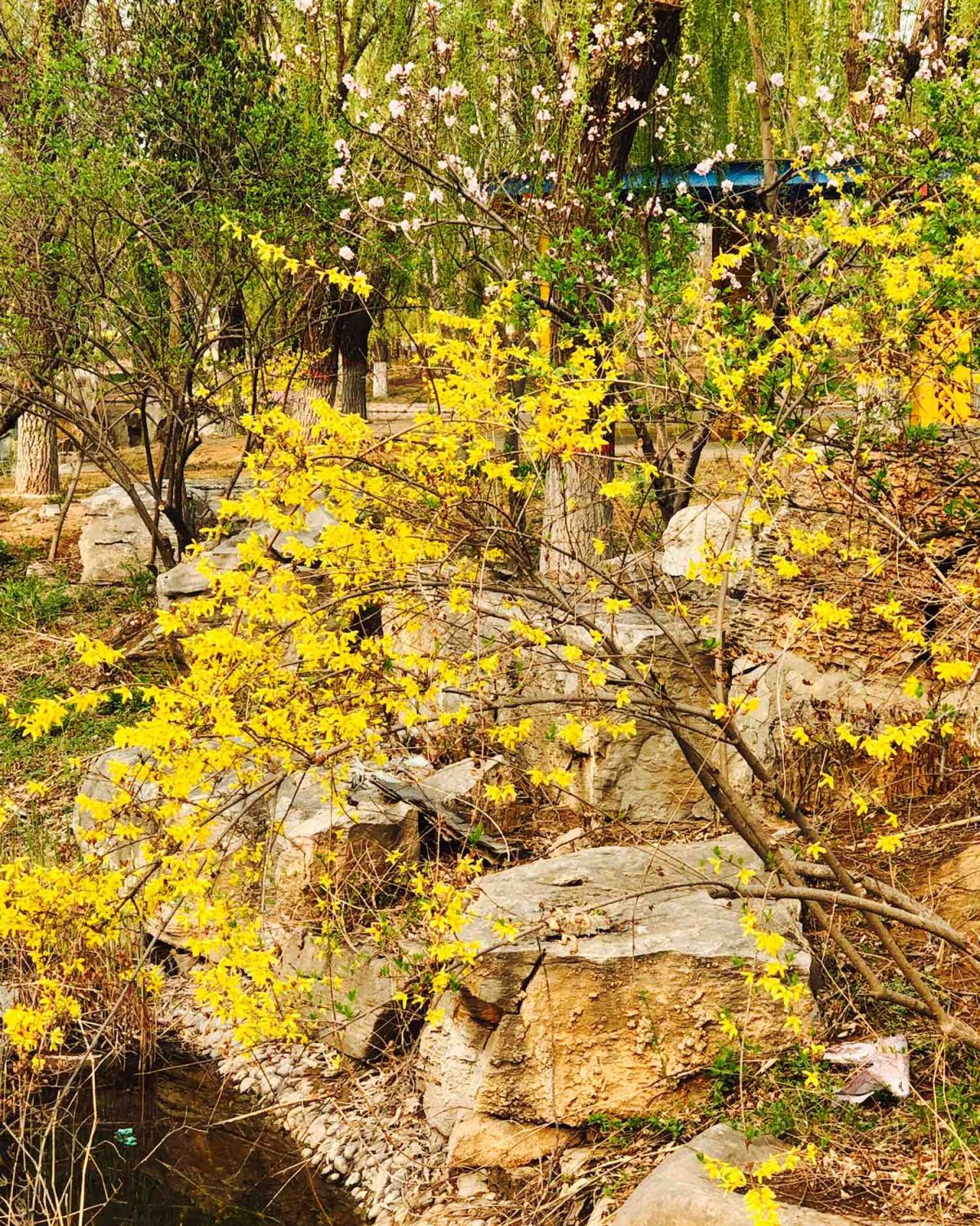 跟紧春的脚步👣    疫情在家呆了好久，终于🈶️机会走出