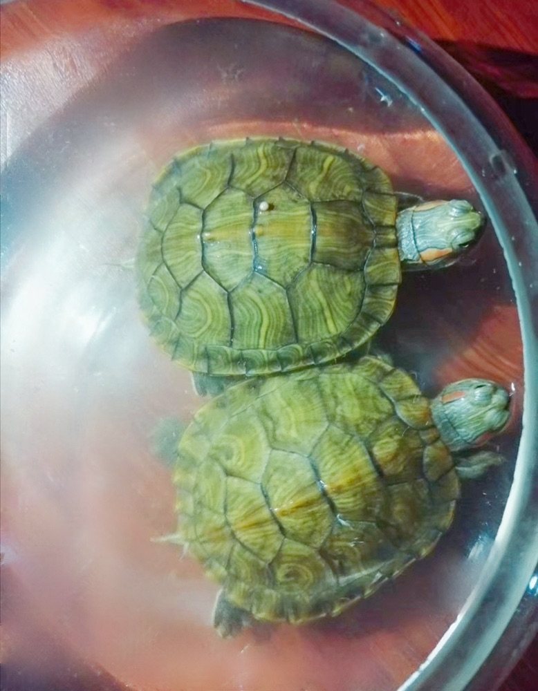 这是我的爱宠小🐢😃,记得是去年9🈷️份买的 然后养着养