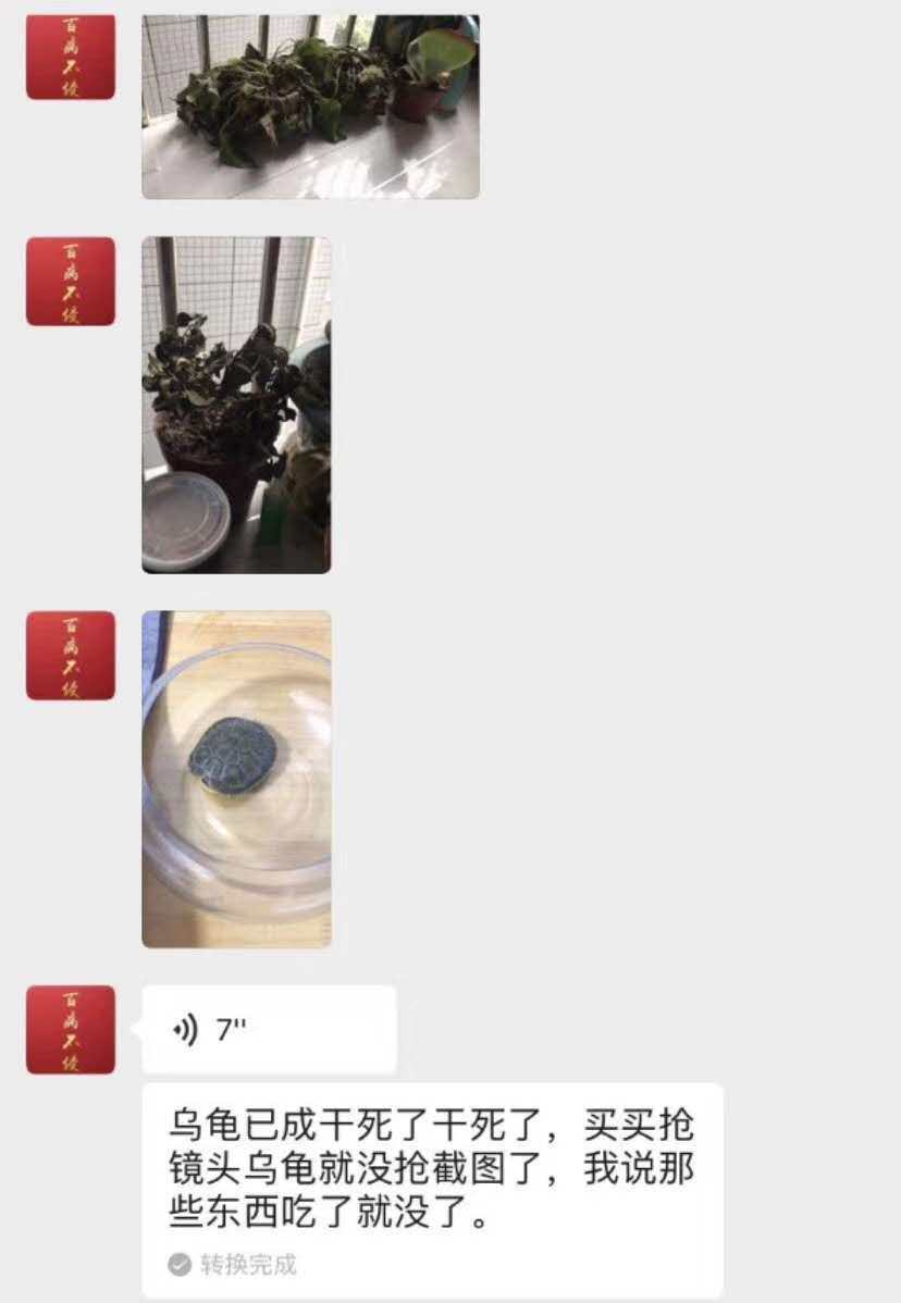 这是我的爱宠小🐢😃,记得是去年9🈷️份买的 然后养着养