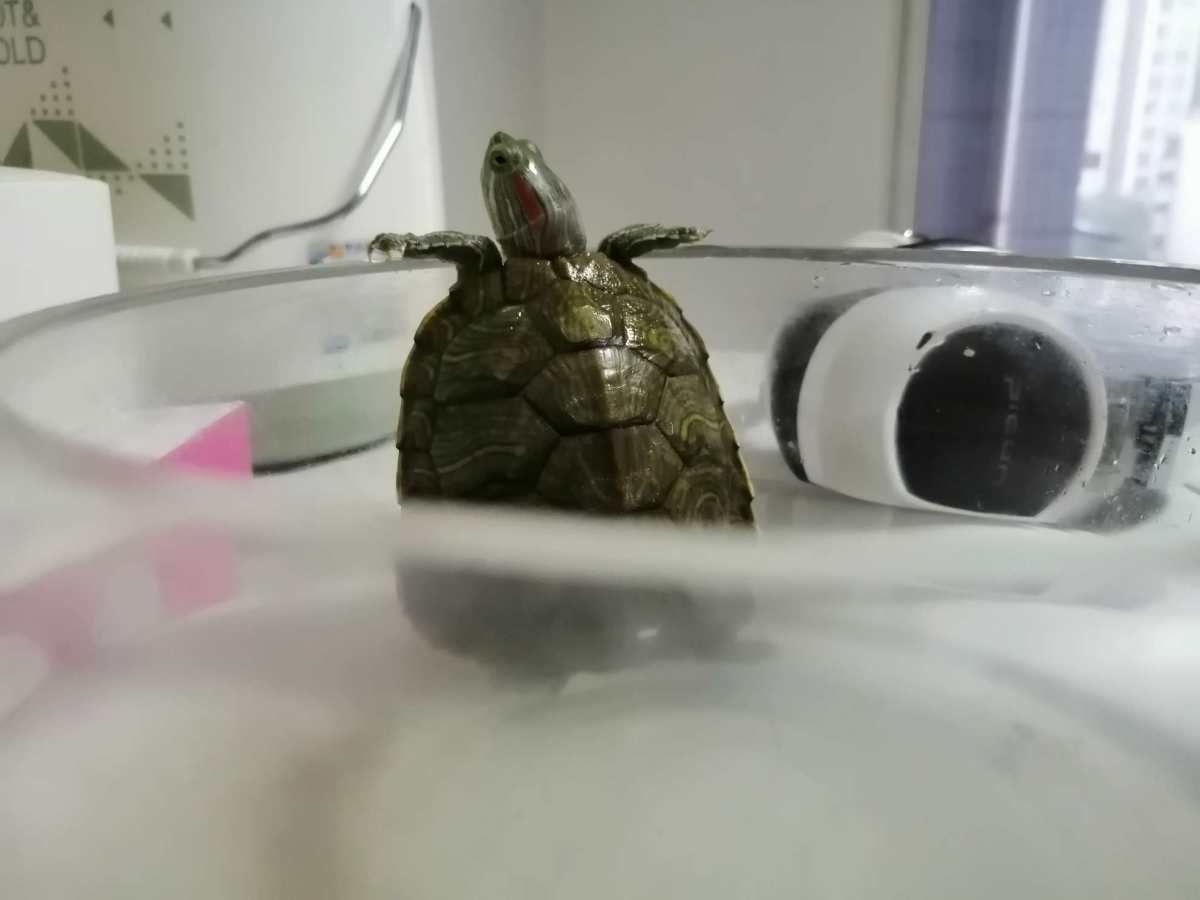 我感觉我的乌龟要翻天了😂😂😂 我哥说这是异象，说不定要