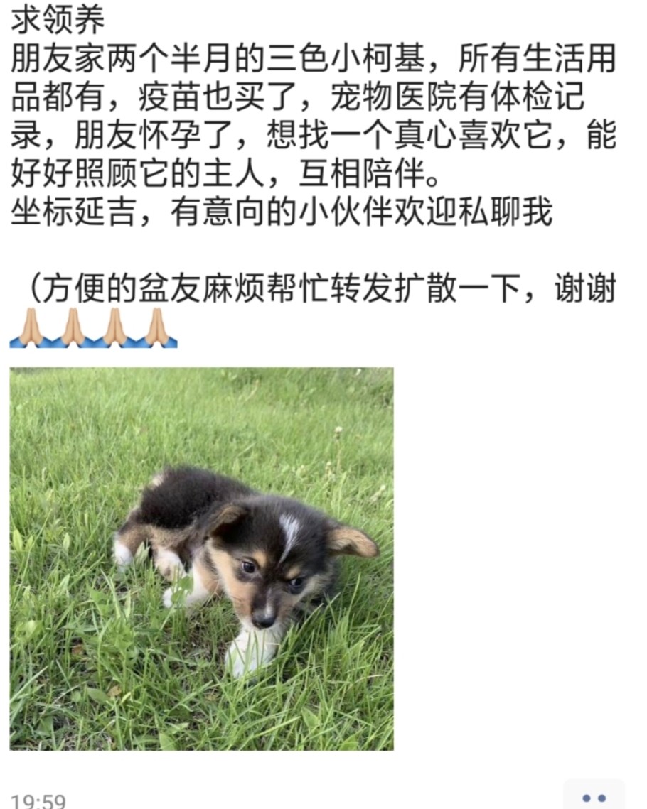 #21天身计划# 💡插播一个领养柯基启示，见图4！ DAY