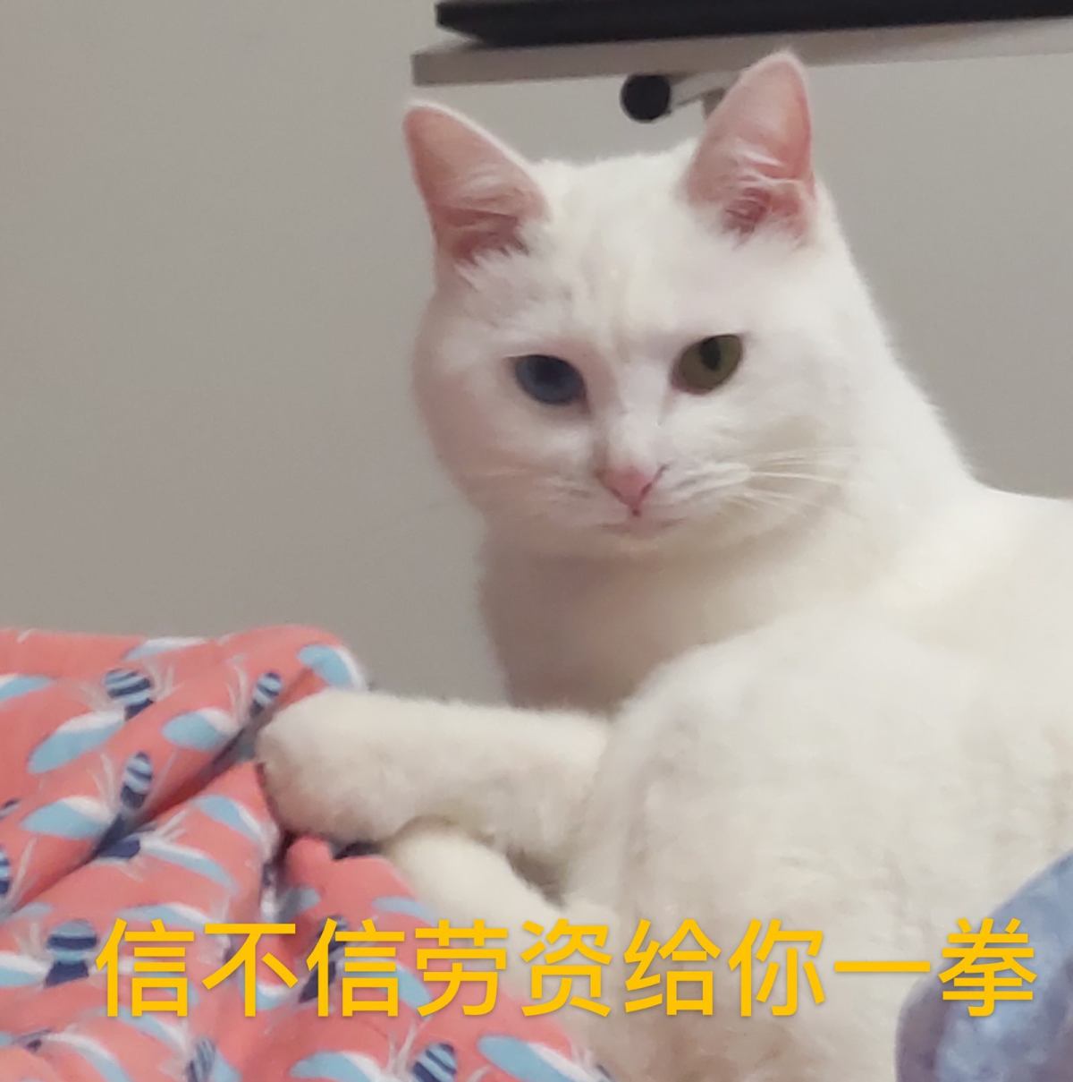 🐱叮！你在干嘛呢？---和猫住的第4年  🐈喵咪自我介绍