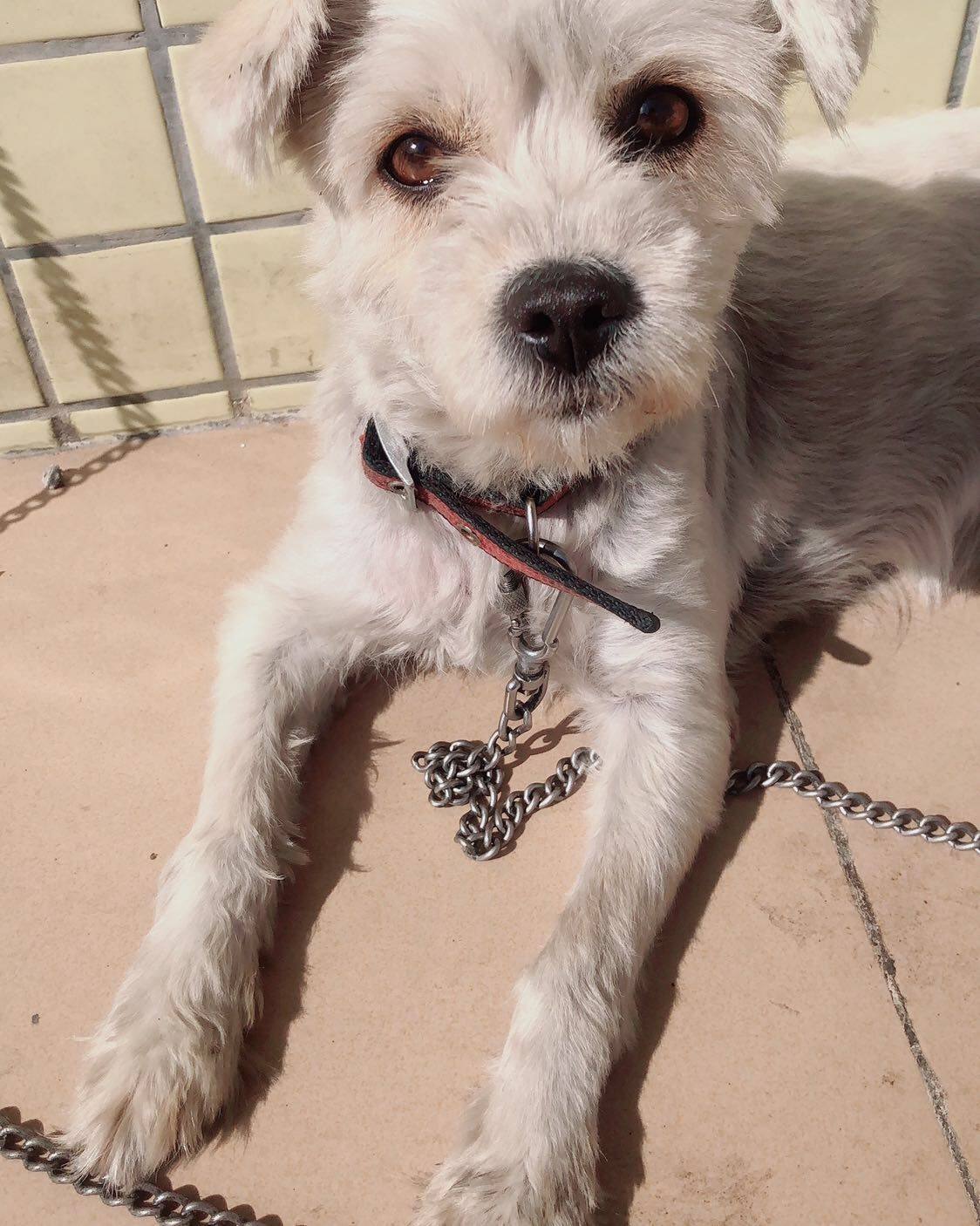 #秀萌宠# 我家狗子不是啥名种狗，就是一只普通的串串，很多人