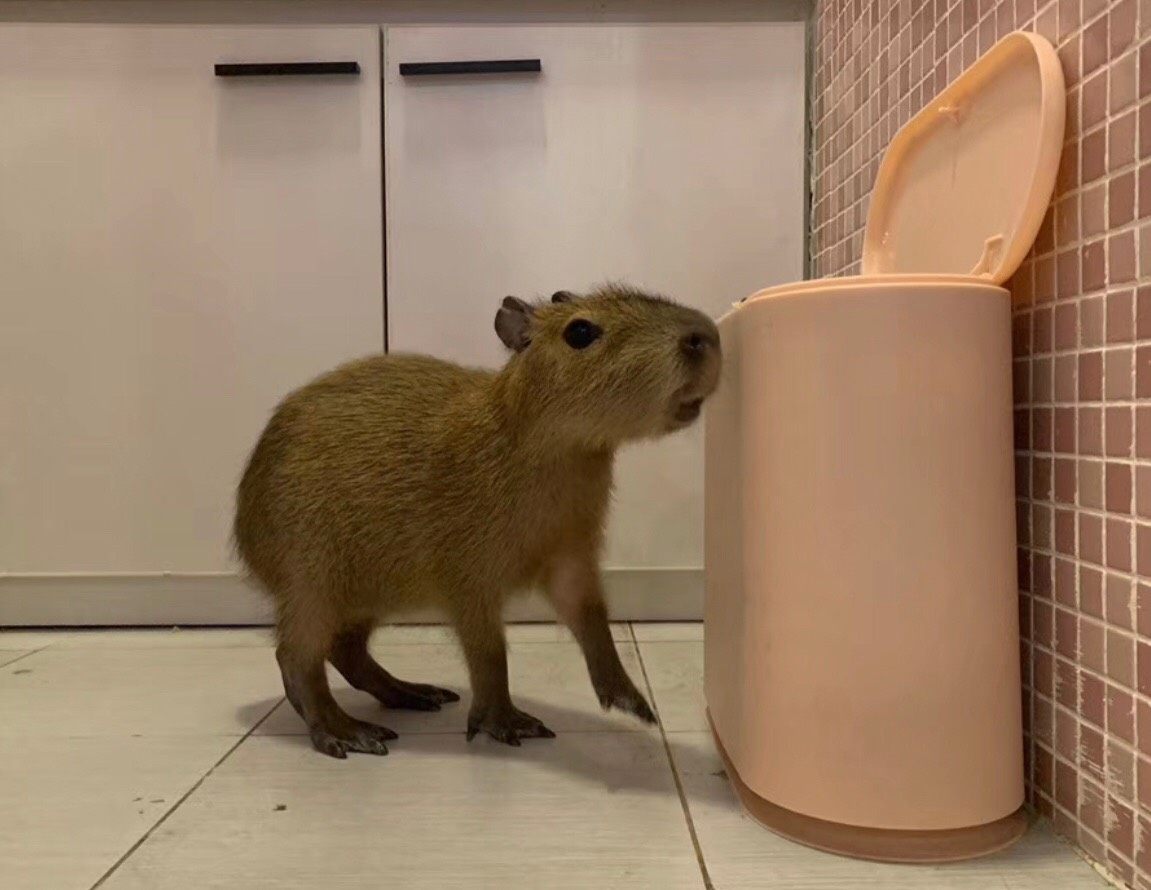 #秀萌宠# 我家没宠物，因为我妈不让养😅 所以想看动物的话