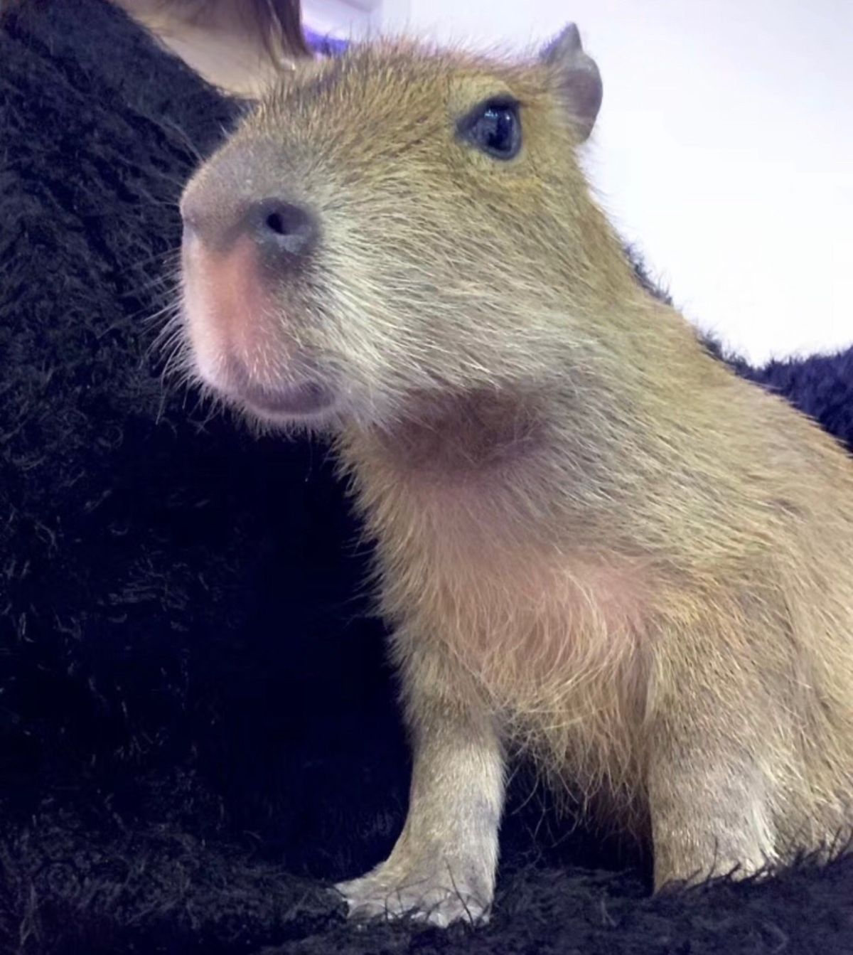 #秀萌宠# 我家没宠物，因为我妈不让养😅 所以想看动物的话