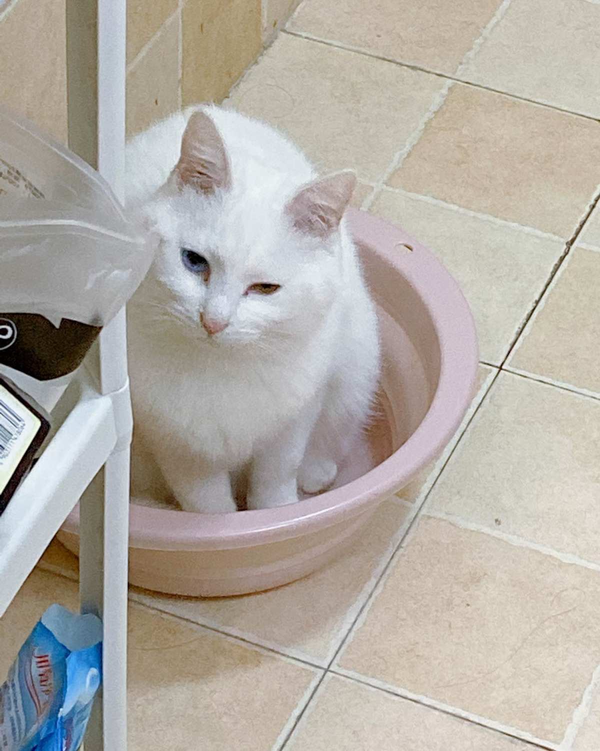 🐱叮！你在干嘛呢？---和猫住的第4年  🐈喵咪自我介绍