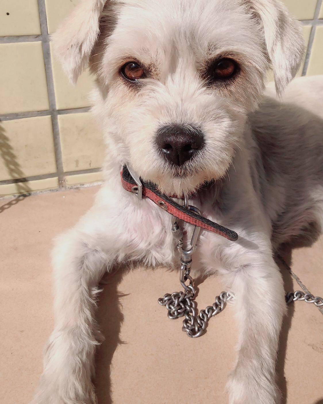 #秀萌宠# 我家狗子不是啥名种狗，就是一只普通的串串，很多人