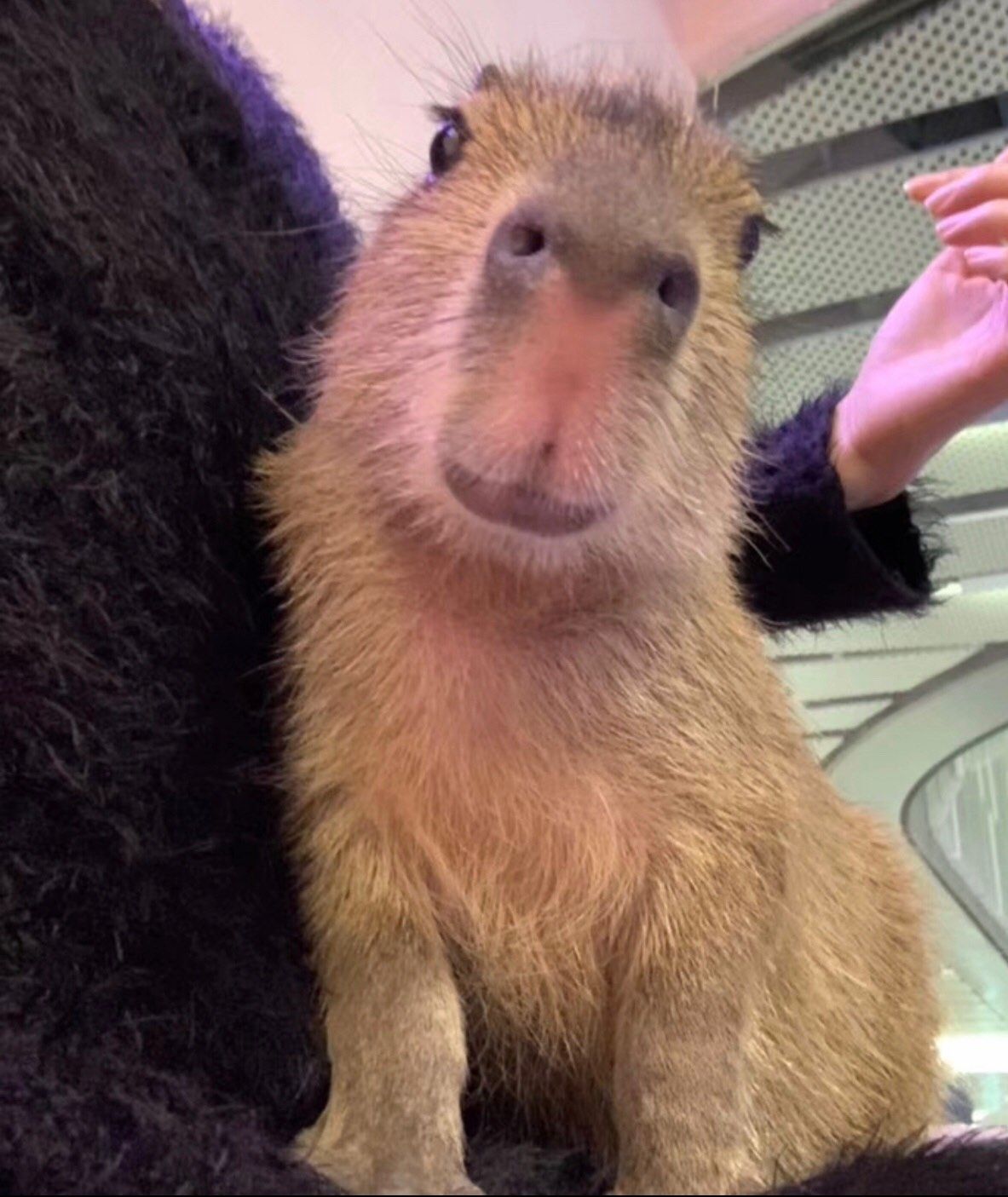 #秀萌宠# 我家没宠物，因为我妈不让养😅 所以想看动物的话