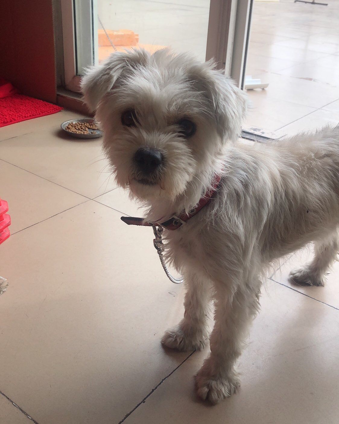 #秀萌宠# 我家狗子不是啥名种狗，就是一只普通的串串，很多人