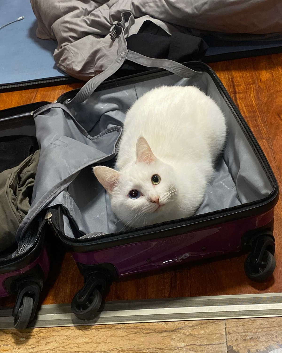🐱叮！你在干嘛呢？---和猫住的第4年  🐈喵咪自我介绍