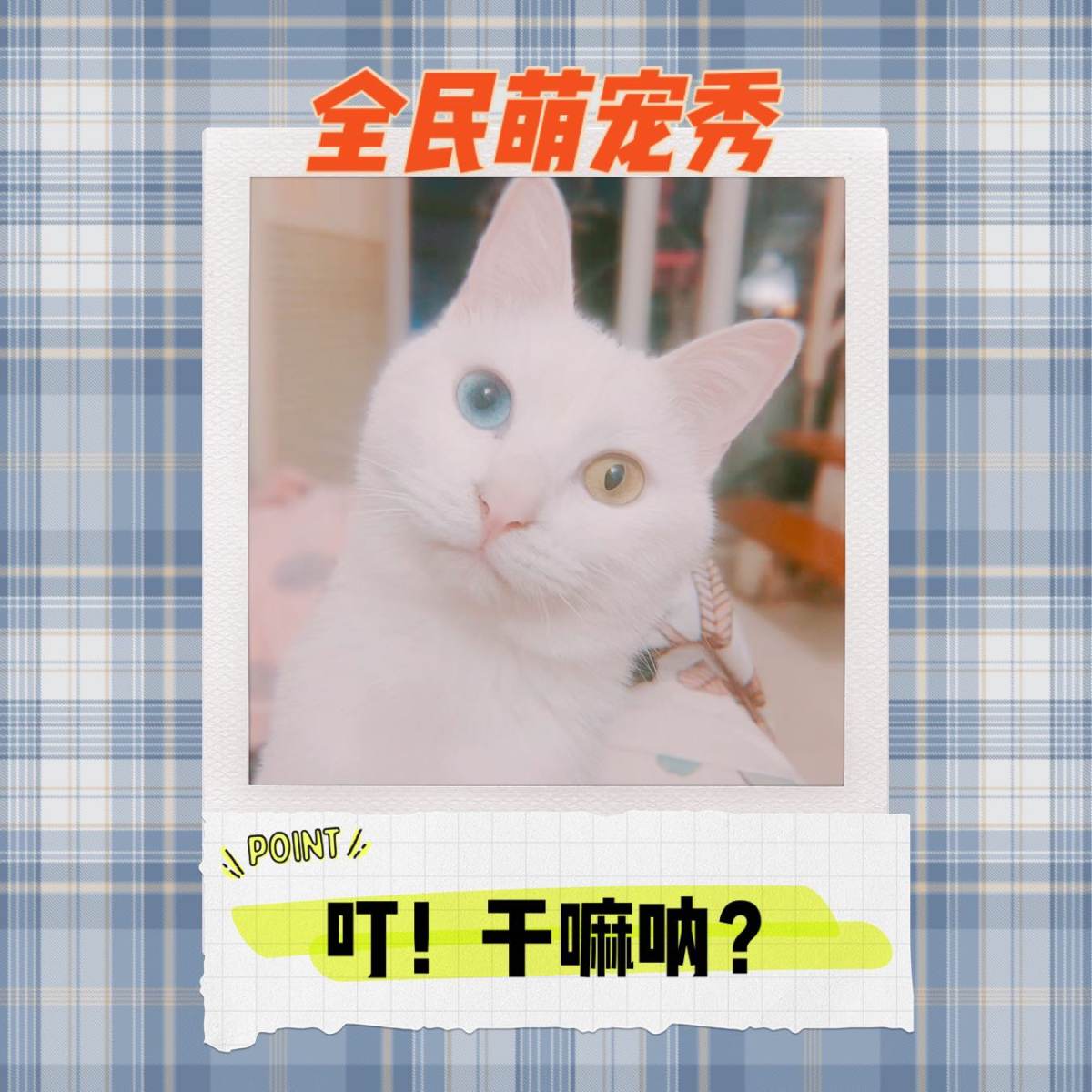 🐱叮！你在干嘛呢？---和猫住的第4年  🐈喵咪自我介绍