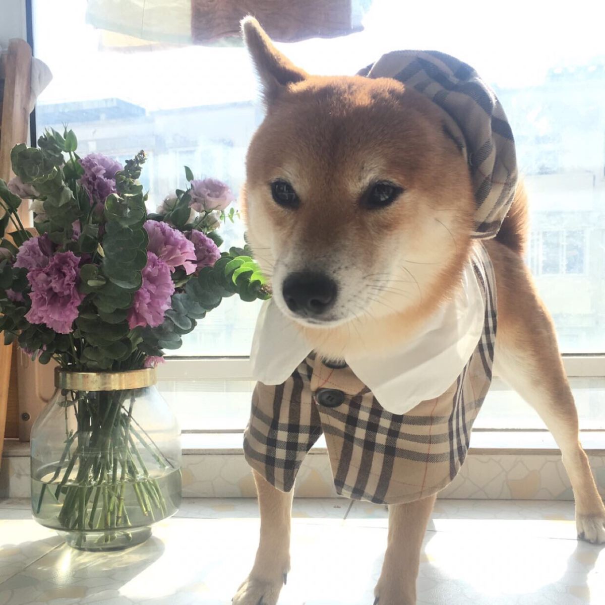 #萌宠秀# 来了来了，我家的两个宝贝。 柴犬弟弟小泡芙，**