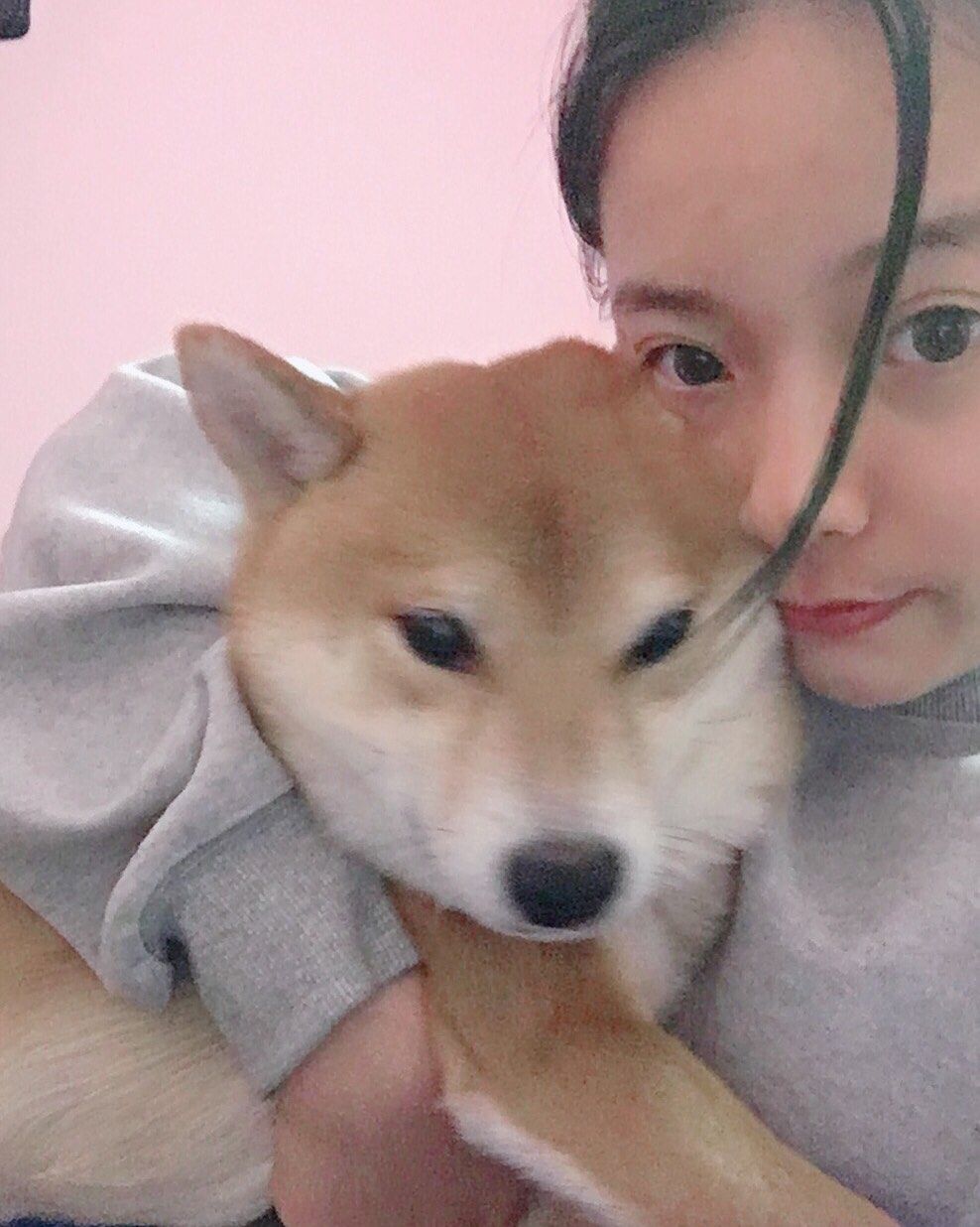 #萌宠秀# 来了来了，我家的两个宝贝。 柴犬弟弟小泡芙，**