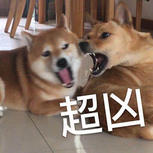 #萌宠秀# 来了来了，我家的两个宝贝。 柴犬弟弟小泡芙，**