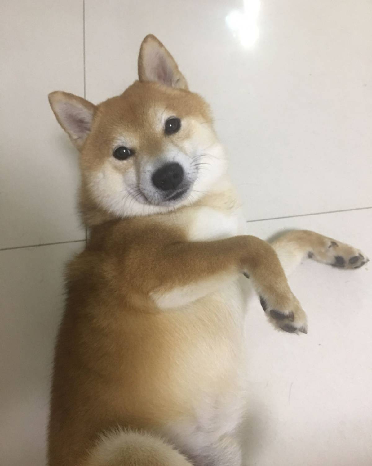 #萌宠秀# 来了来了，我家的两个宝贝。 柴犬弟弟小泡芙，**