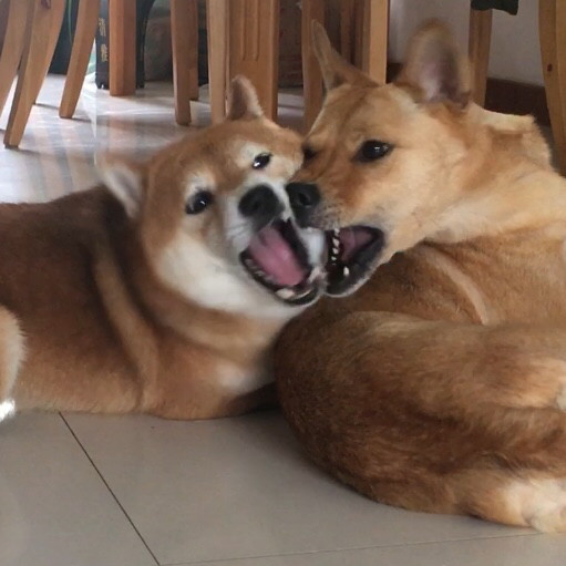 #萌宠秀# 来了来了，我家的两个宝贝。 柴犬弟弟小泡芙，**