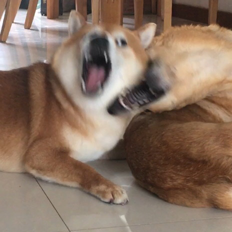 #萌宠秀# 来了来了，我家的两个宝贝。 柴犬弟弟小泡芙，**