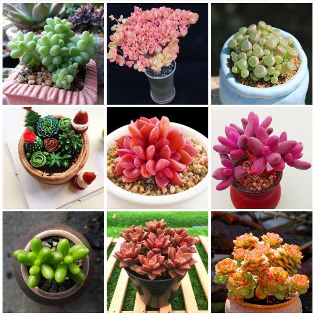 一方山水有一方风情~ 一方花园有一方天地~ 你是否也有过这样