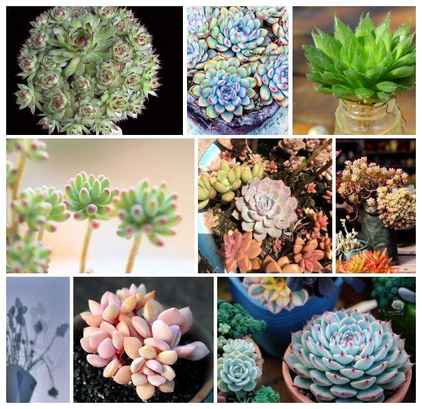 一方山水有一方风情~ 一方花园有一方天地~ 你是否也有过这样