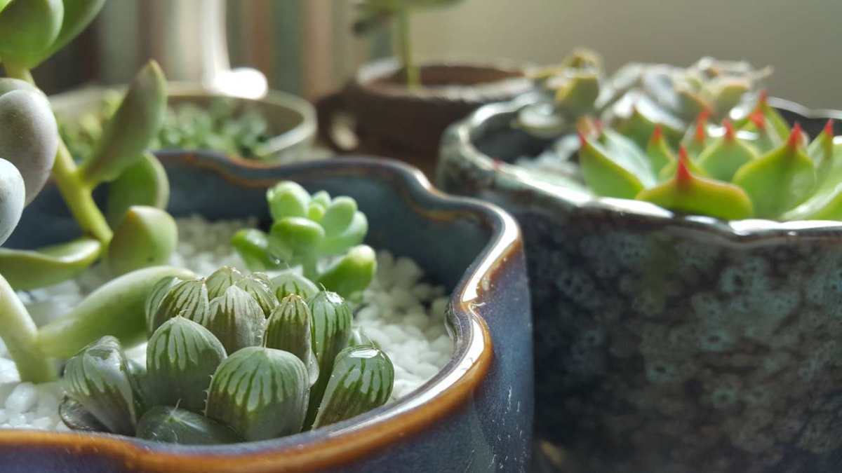 #晒绿植＃ 多肉植物看上去胖胖的好像很好养的样子，但是其实是