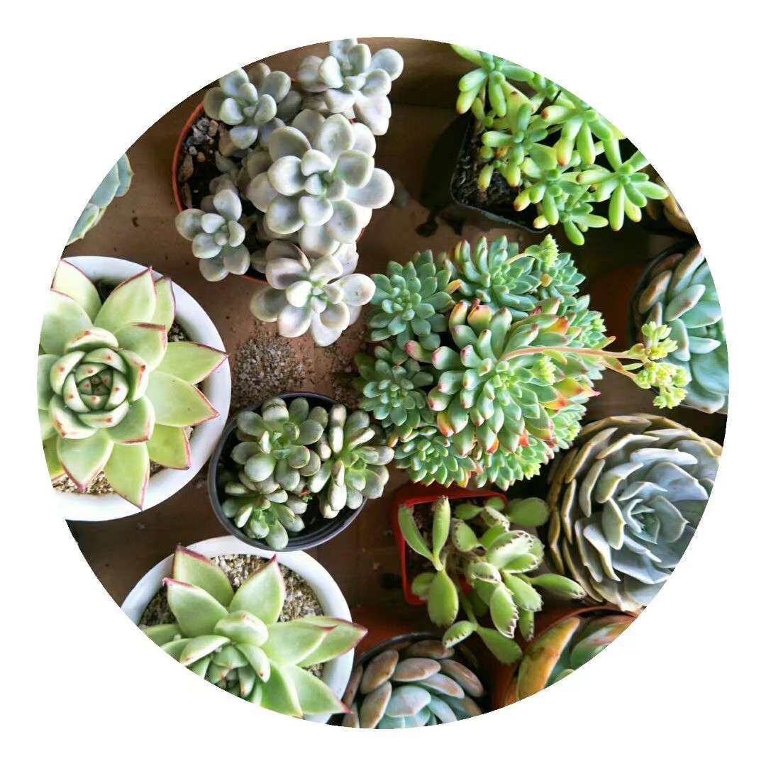 #晒绿植#多肉植物憨态可掬，萌萌哒惹人爱，也比较容易养活，为