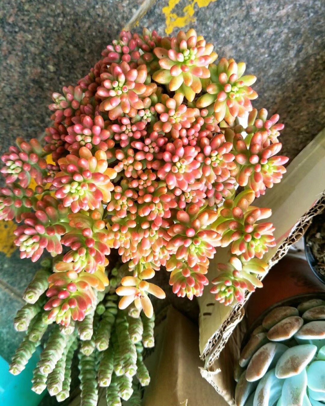 #晒绿植#多肉植物憨态可掬，萌萌哒惹人爱，也比较容易养活，为