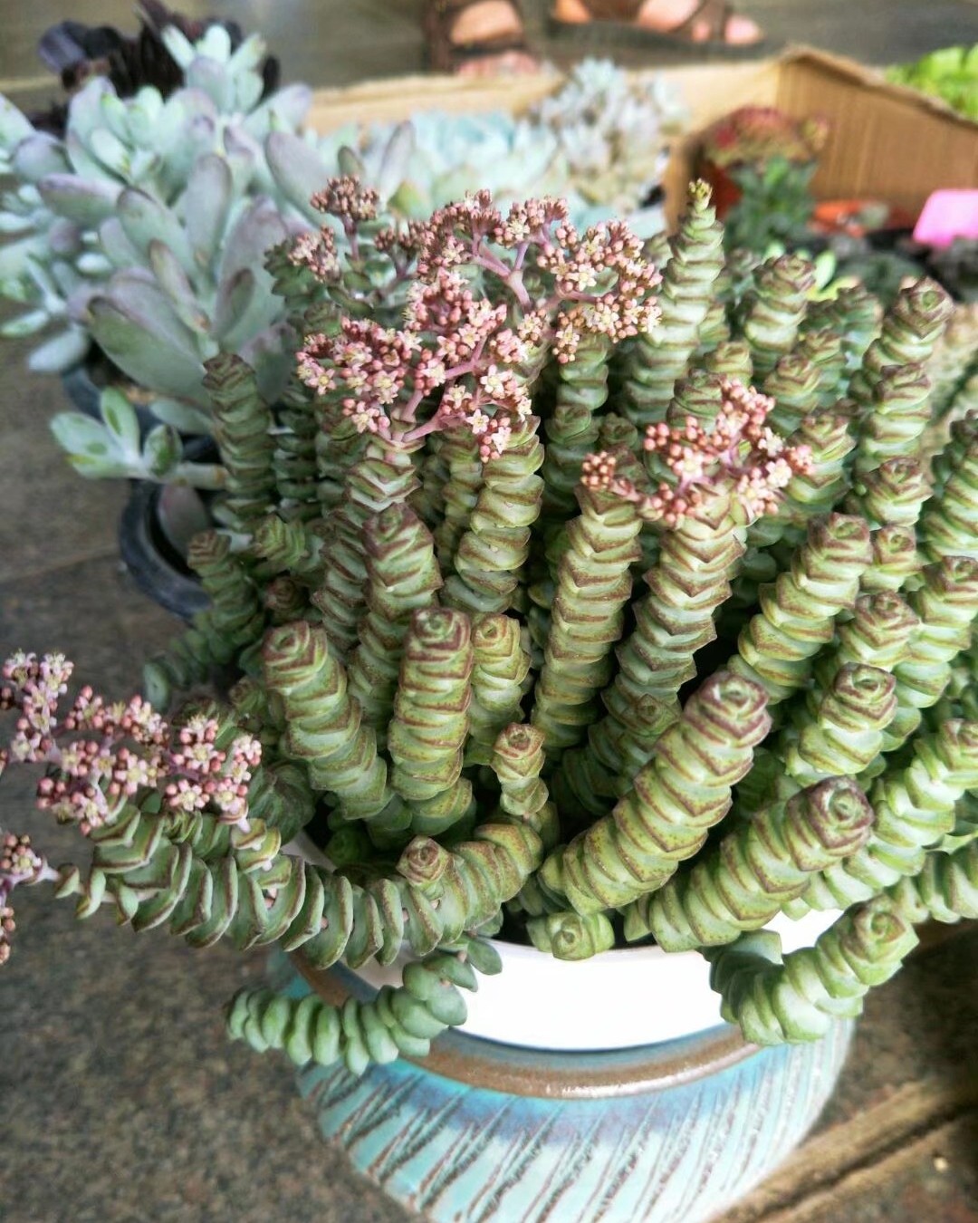 #晒绿植#多肉植物憨态可掬，萌萌哒惹人爱，也比较容易养活，为