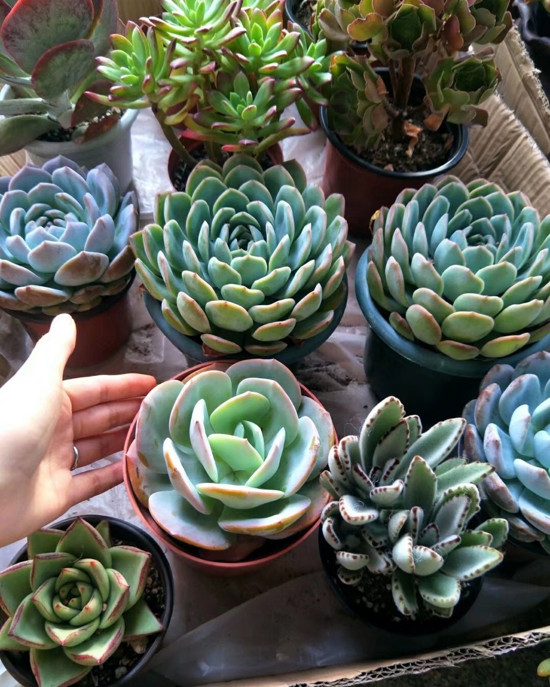 #晒绿植#多肉植物憨态可掬，萌萌哒惹人爱，也比较容易养活，为