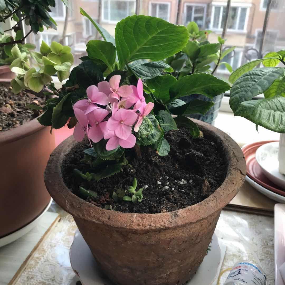 ＃晒绿植＃家里的花花草草  🍇晒一下家里的绿植，都不是什么