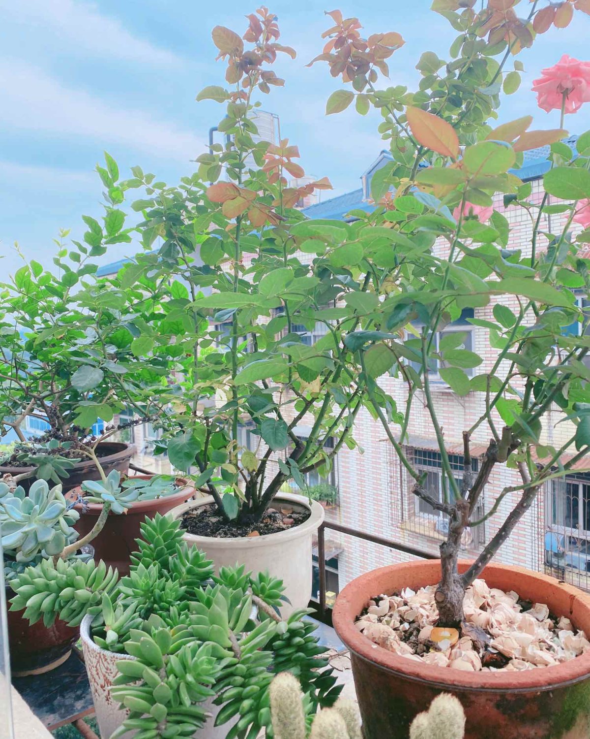 #晒绿植# MAMA 的阳台上的秘密小花园的一角  花期未至