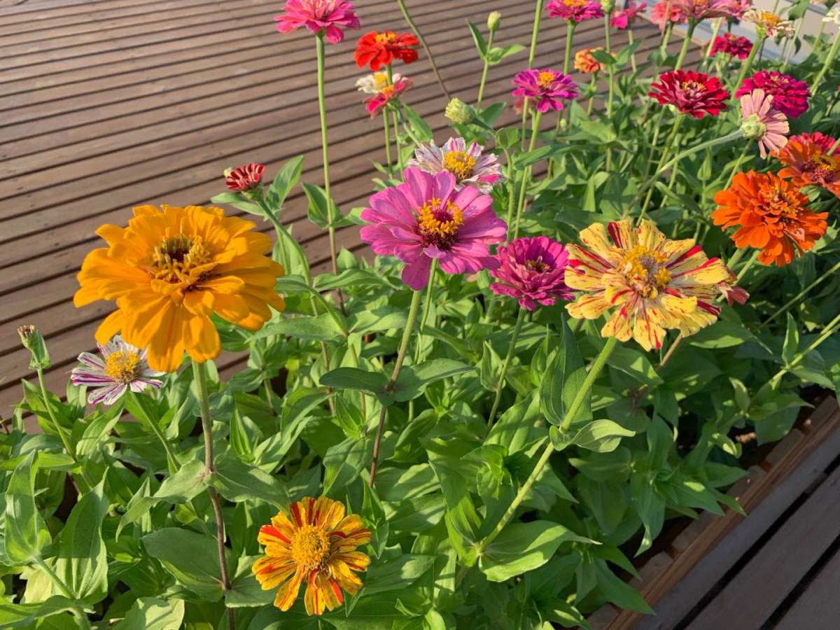 ＃晒绿植＃办公室阳台的花花  🍇这个是我们办公室三楼的阳台