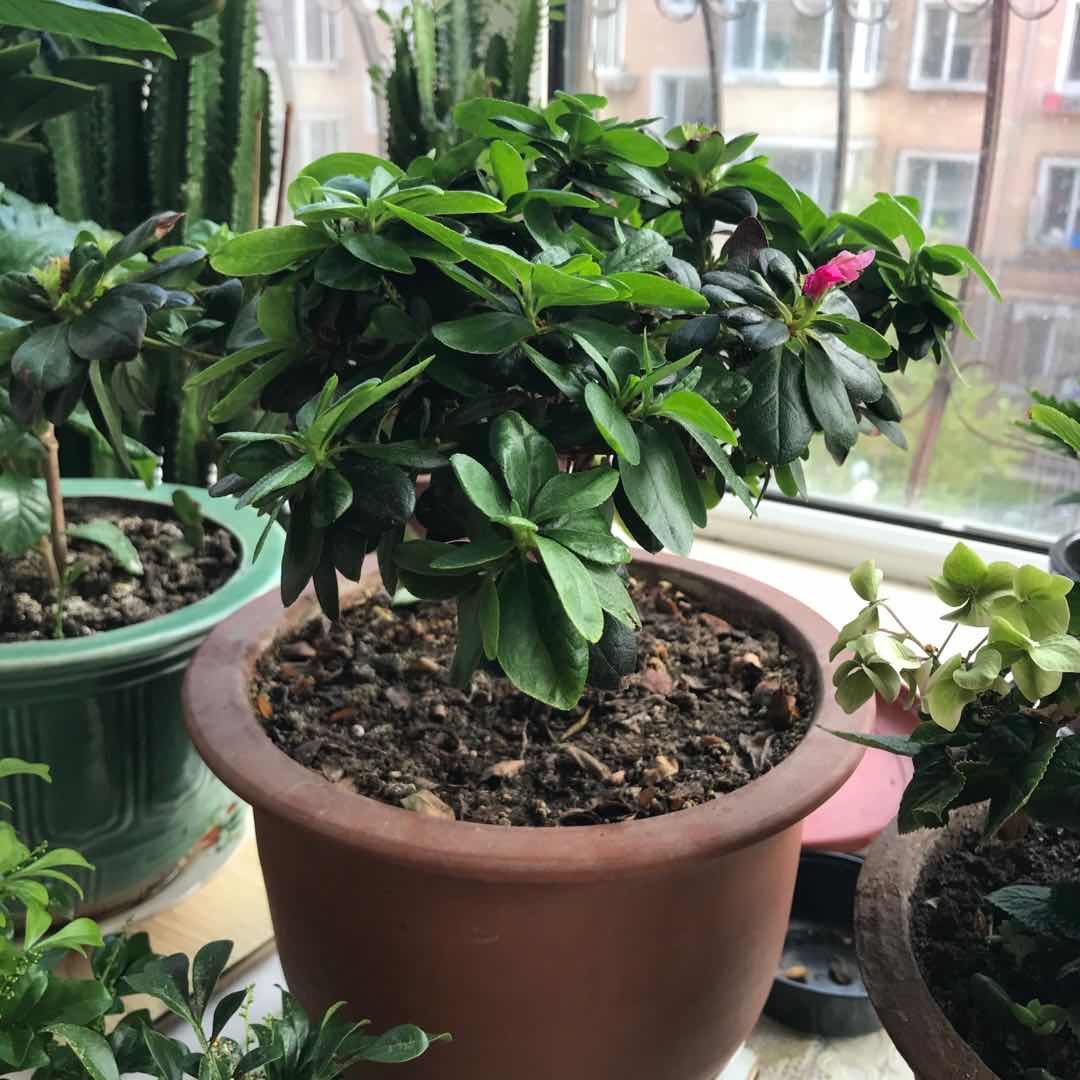＃晒绿植＃家里的花花草草  🍇晒一下家里的绿植，都不是什么