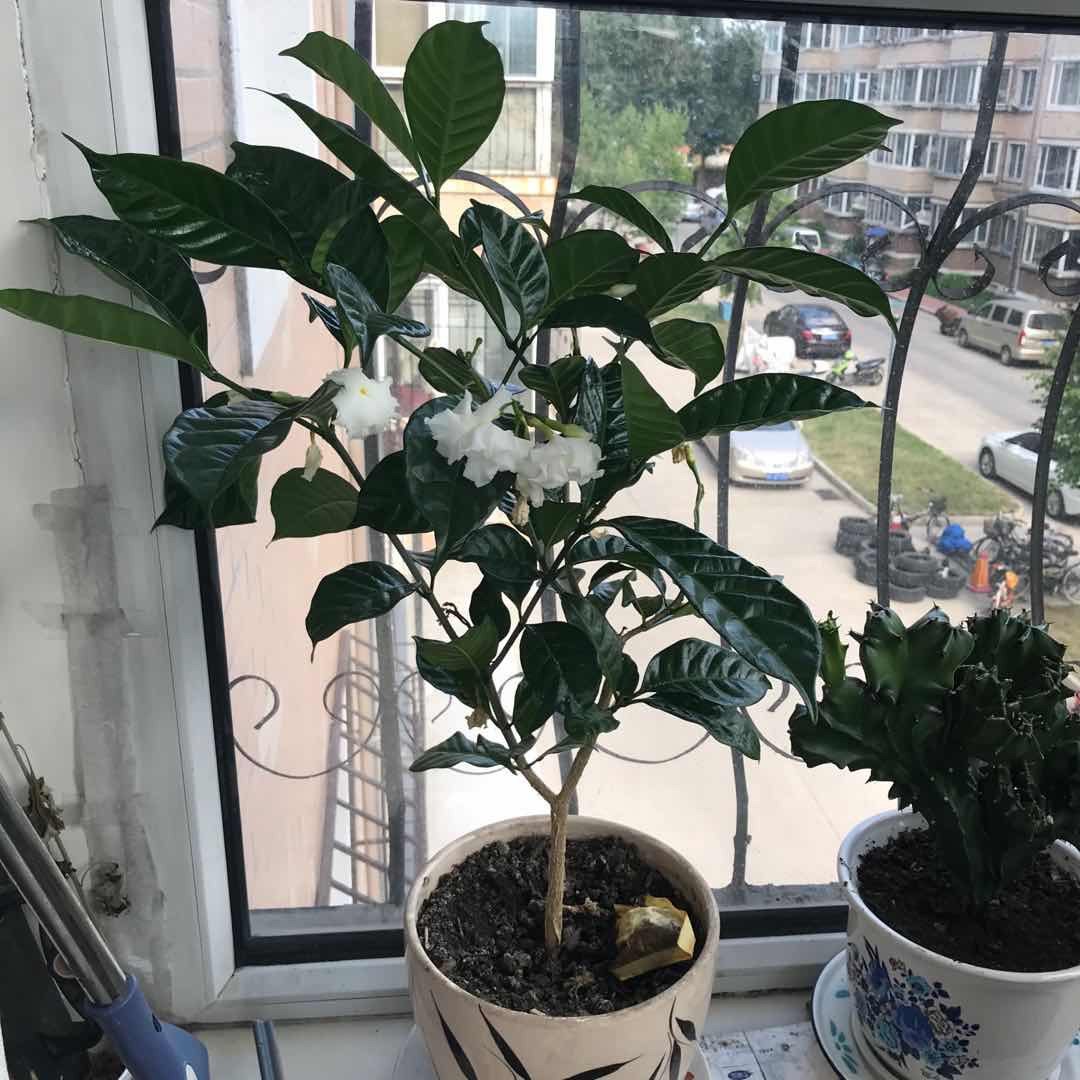＃晒绿植＃家里的花花草草  🍇晒一下家里的绿植，都不是什么