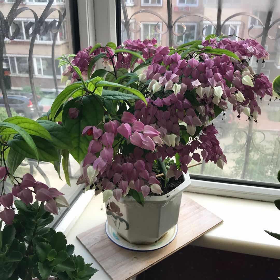＃晒绿植＃家里的花花草草  🍇晒一下家里的绿植，都不是什么