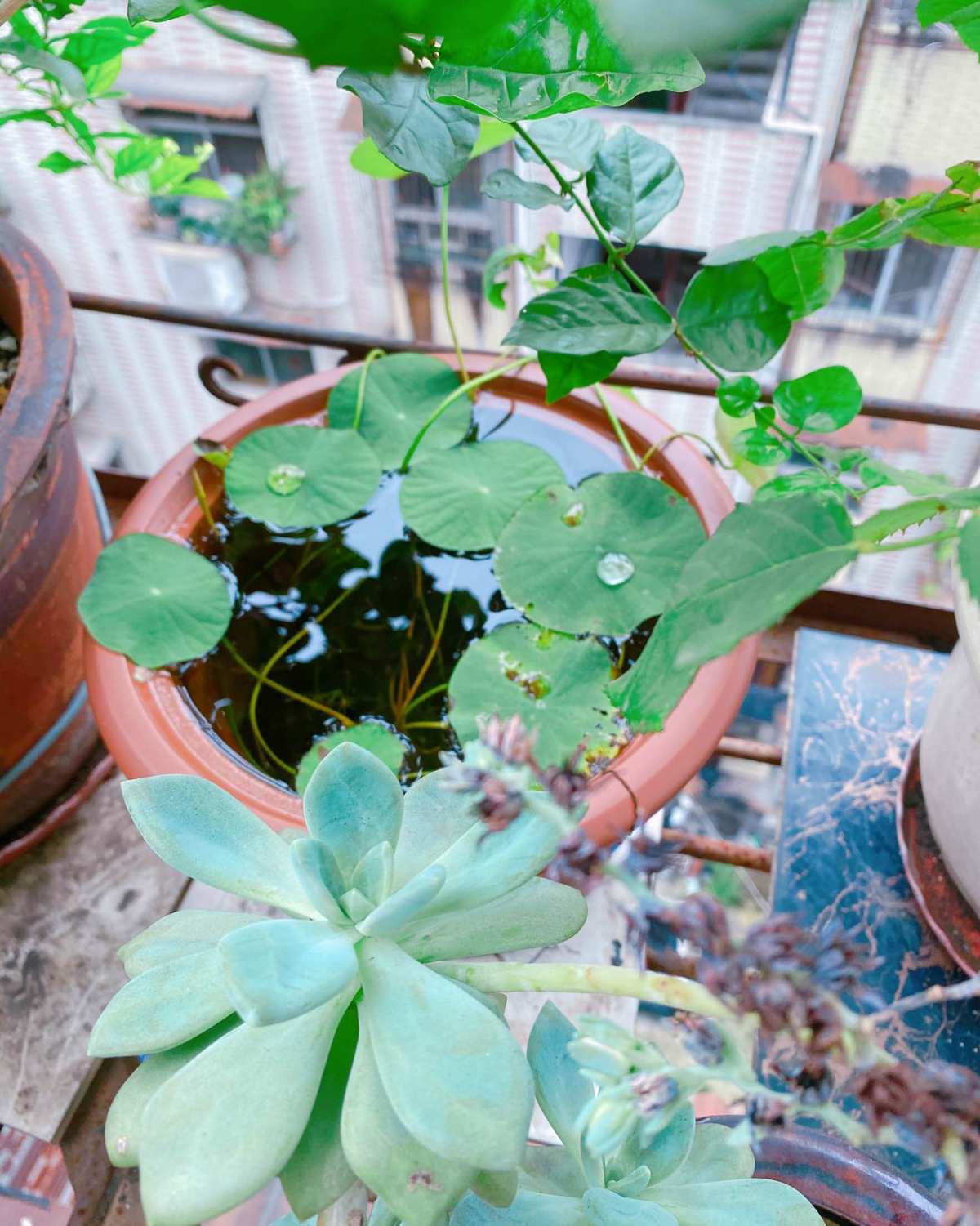 #晒绿植# MAMA 的阳台上的秘密小花园的一角  花期未至