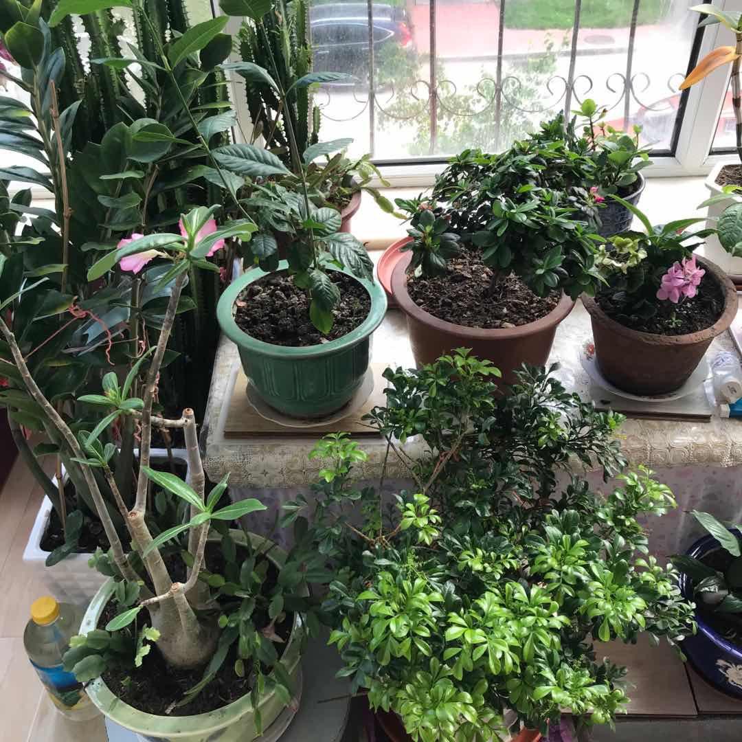 ＃晒绿植＃家里的花花草草  🍇晒一下家里的绿植，都不是什么
