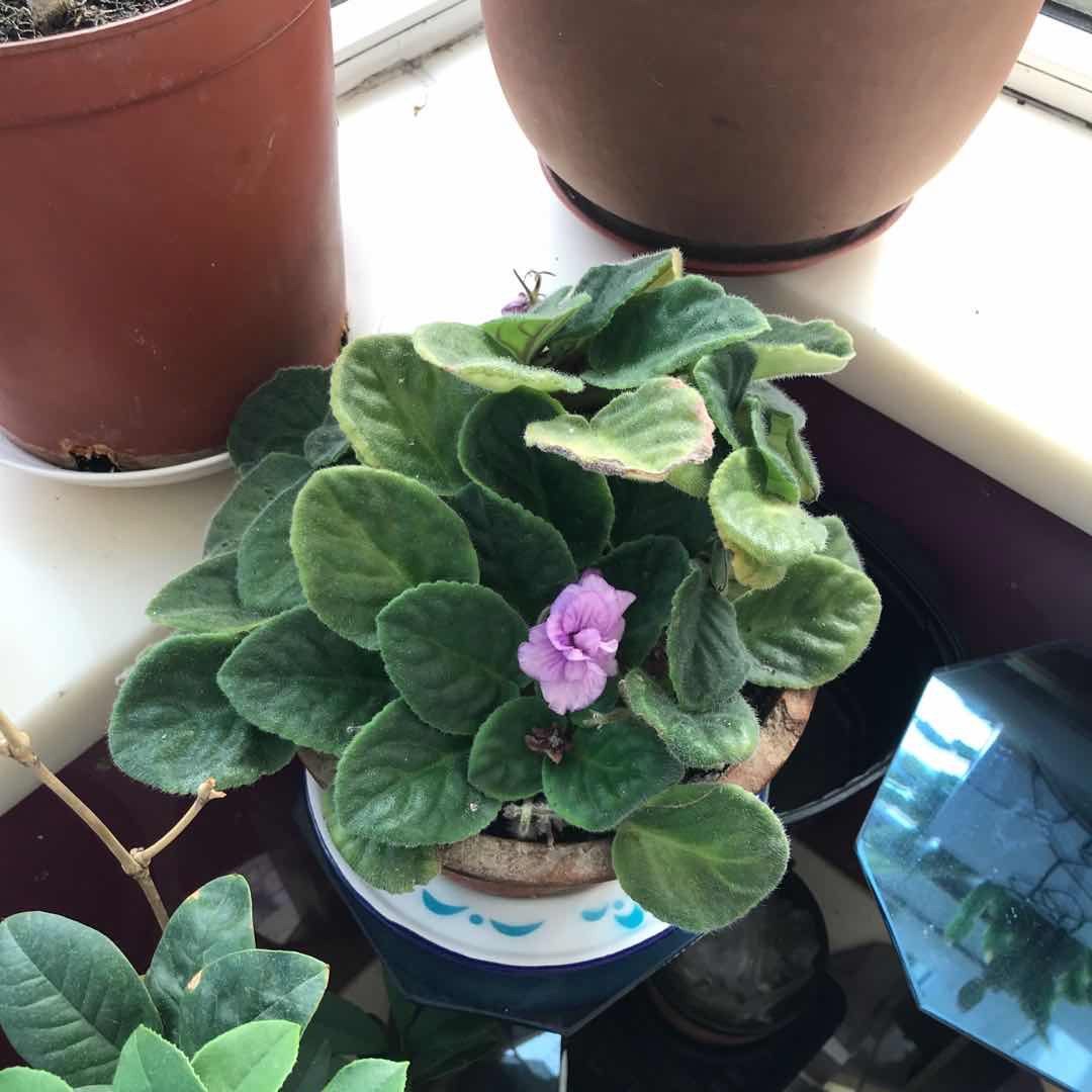 ＃晒绿植＃家里的花花草草  🍇晒一下家里的绿植，都不是什么