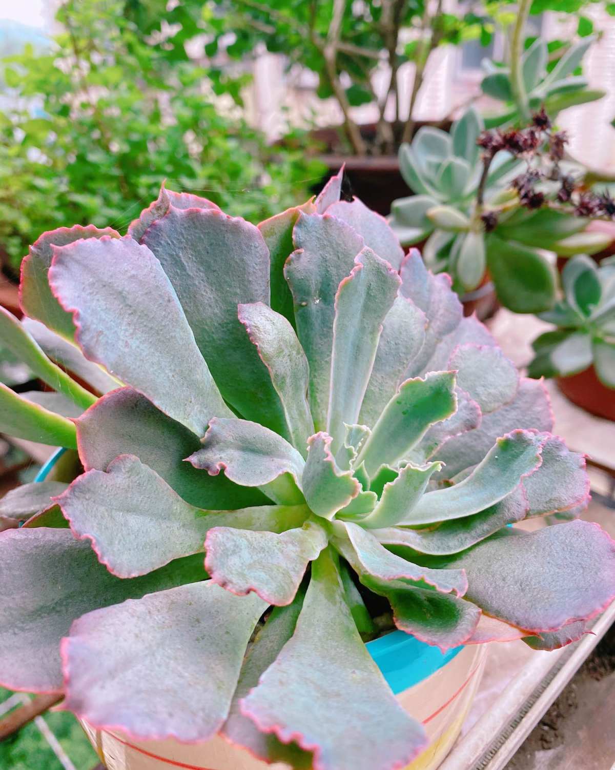 #晒绿植# MAMA 的阳台上的秘密小花园的一角  花期未至
