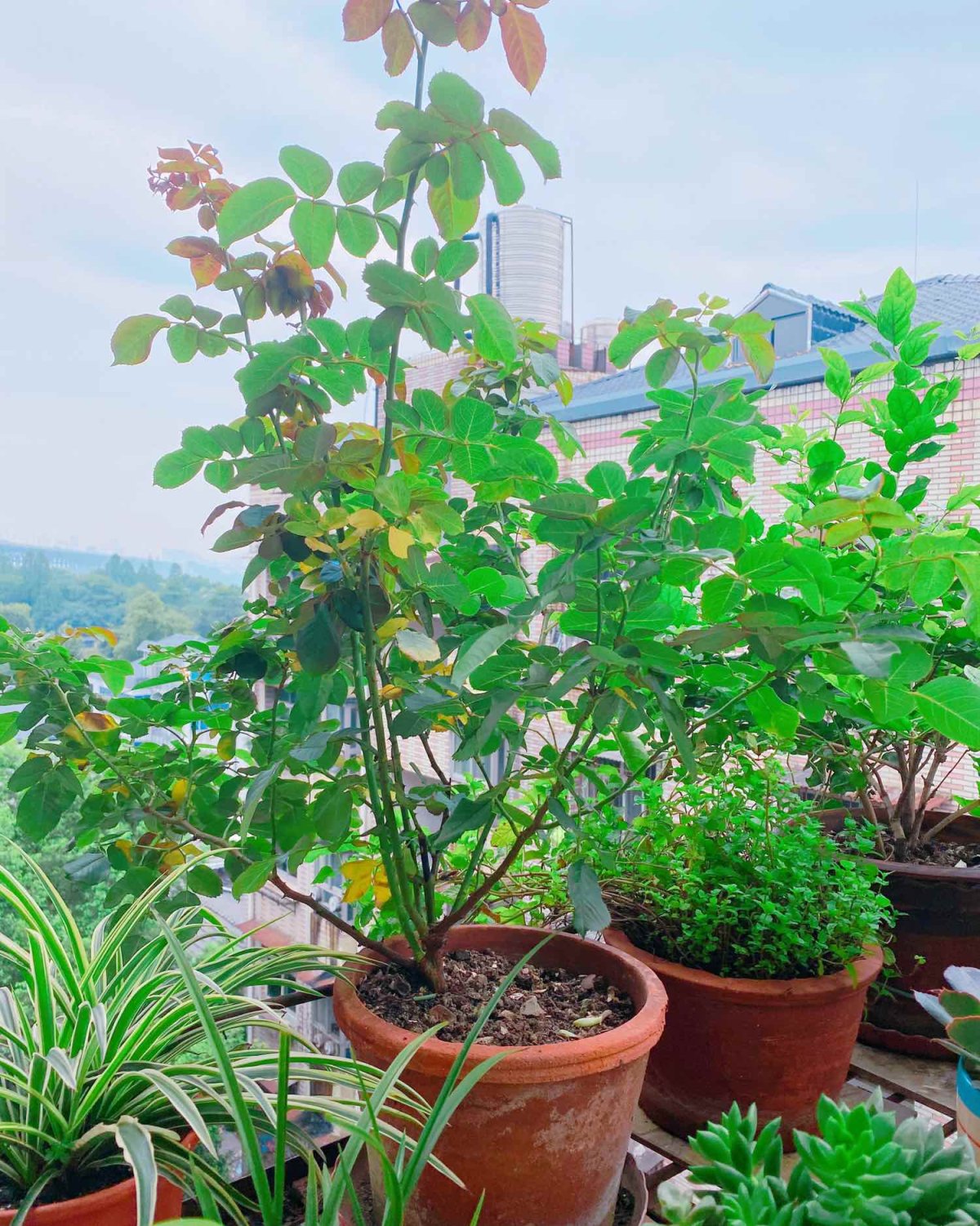 #晒绿植# MAMA 的阳台上的秘密小花园的一角  花期未至