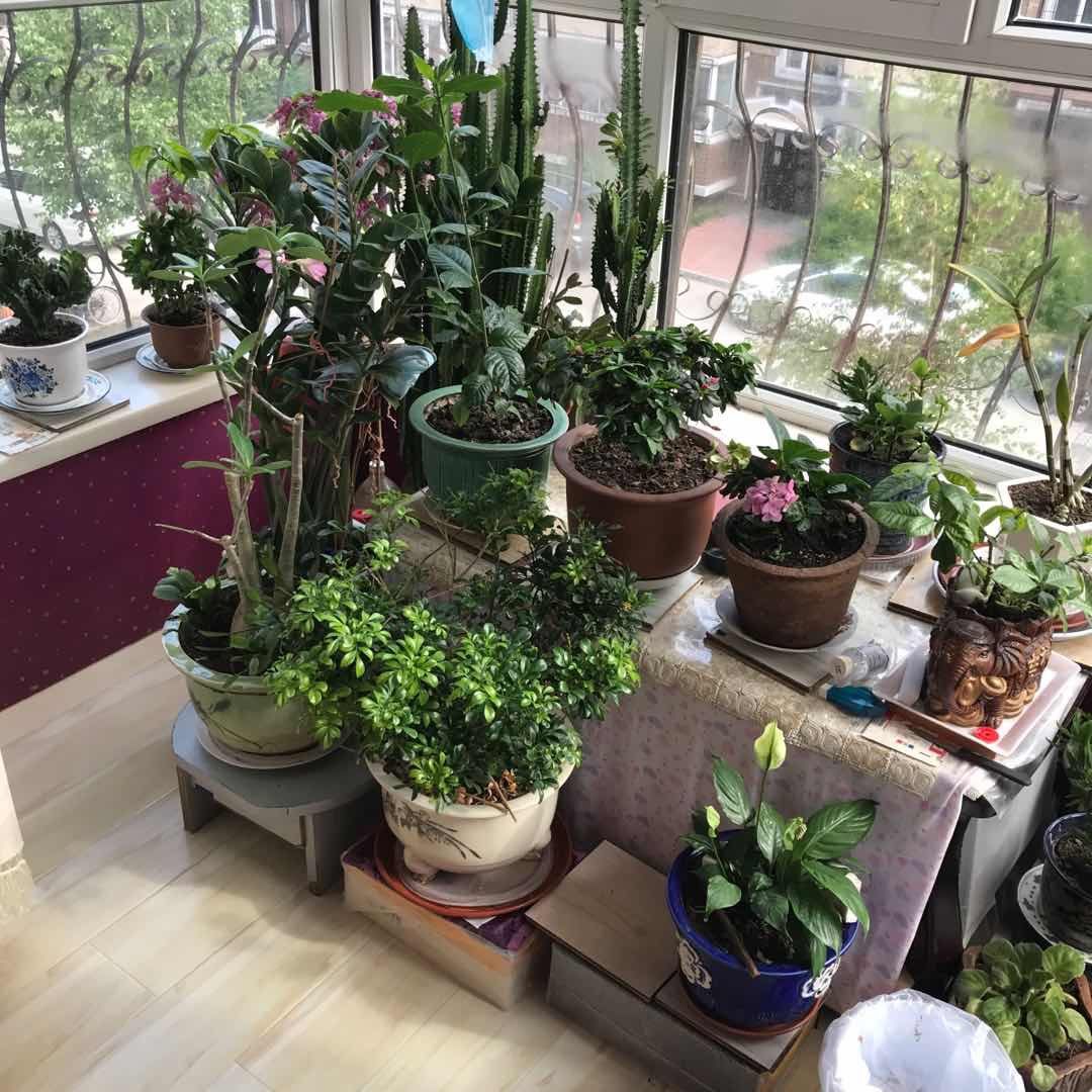 ＃晒绿植＃家里的花花草草  🍇晒一下家里的绿植，都不是什么