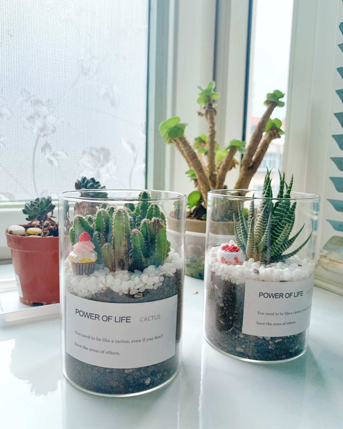 #晒绿植# 养些花花草草家里才有清新的感觉～茉莉真的很好养～