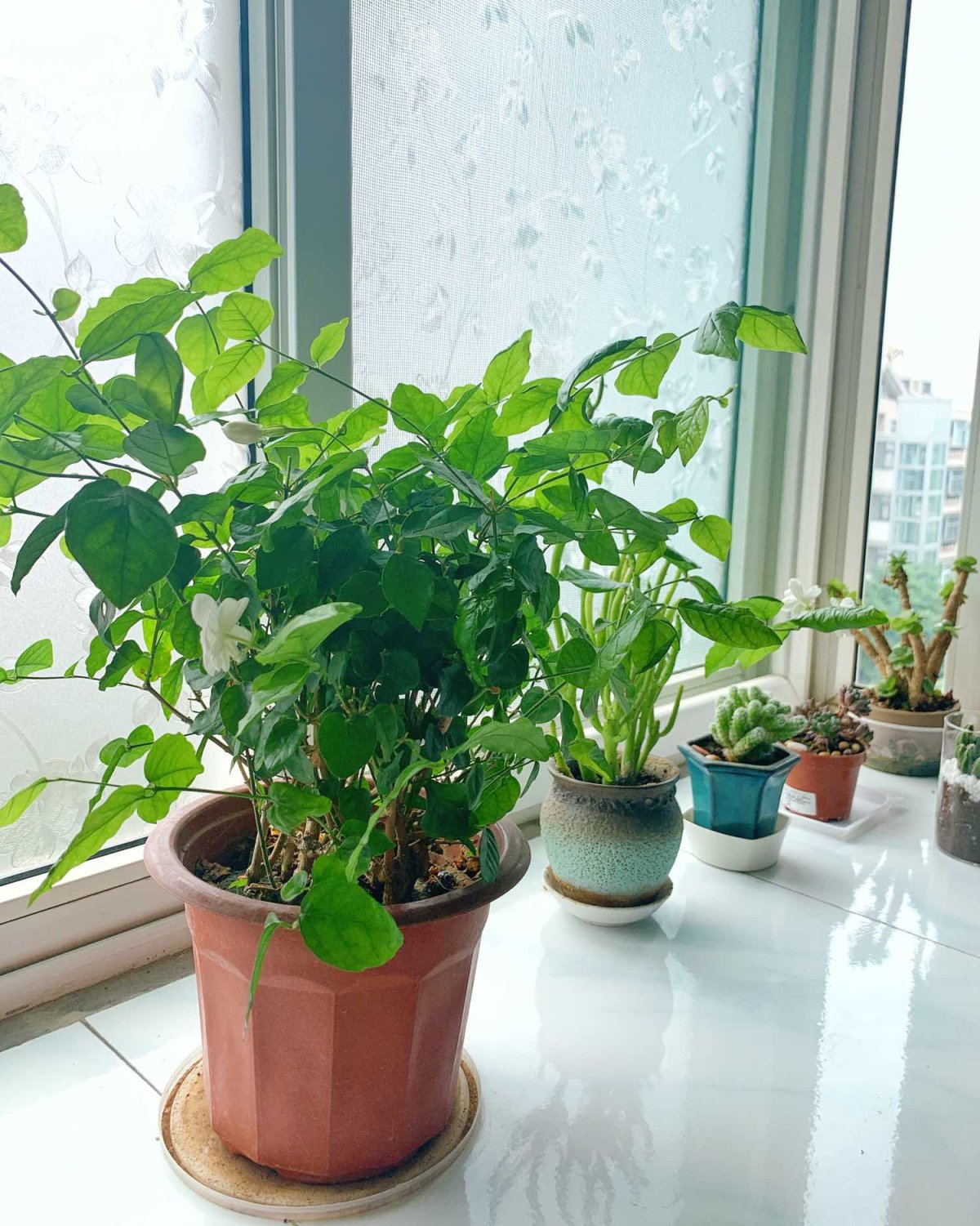 #晒绿植# 养些花花草草家里才有清新的感觉～茉莉真的很好养～