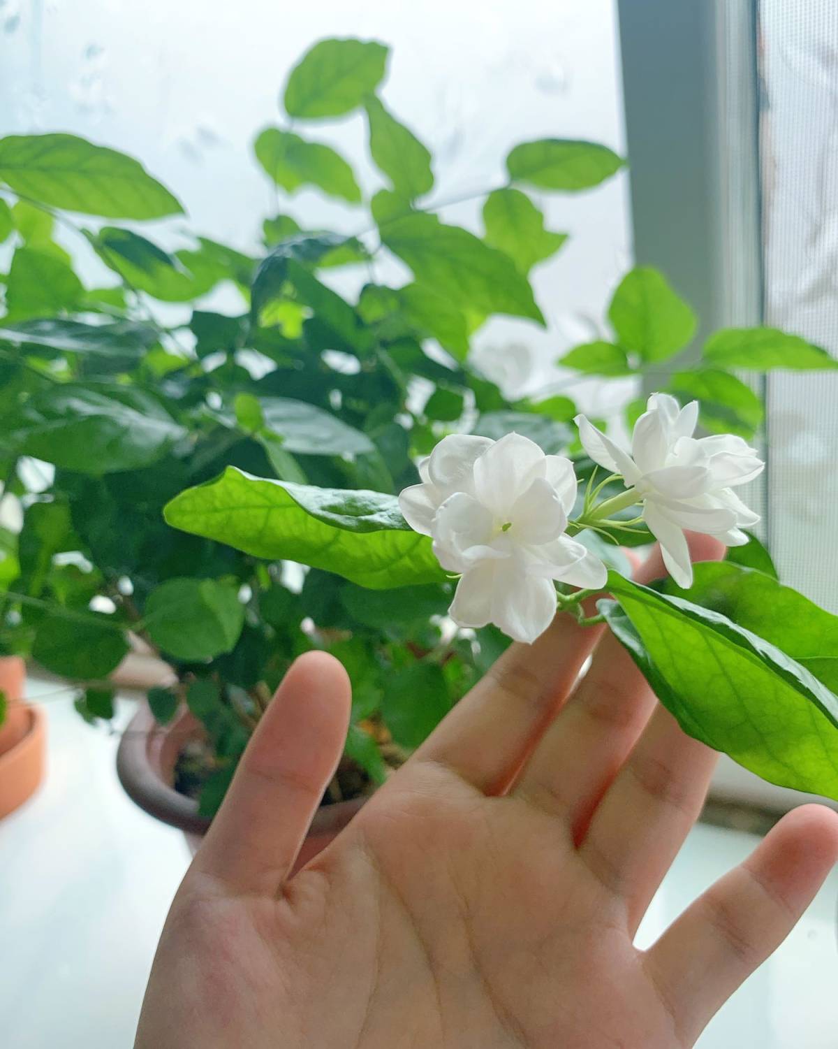 #晒绿植# 养些花花草草家里才有清新的感觉～茉莉真的很好养～
