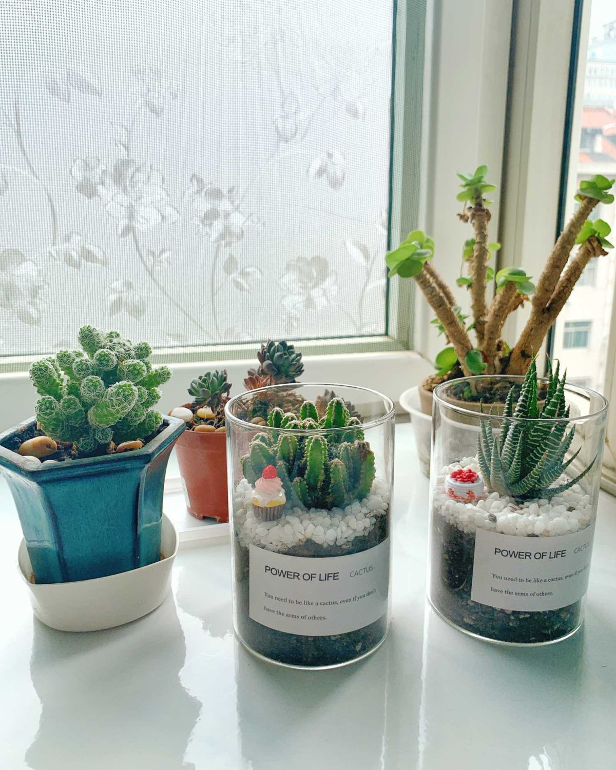 #晒绿植# 养些花花草草家里才有清新的感觉～茉莉真的很好养～