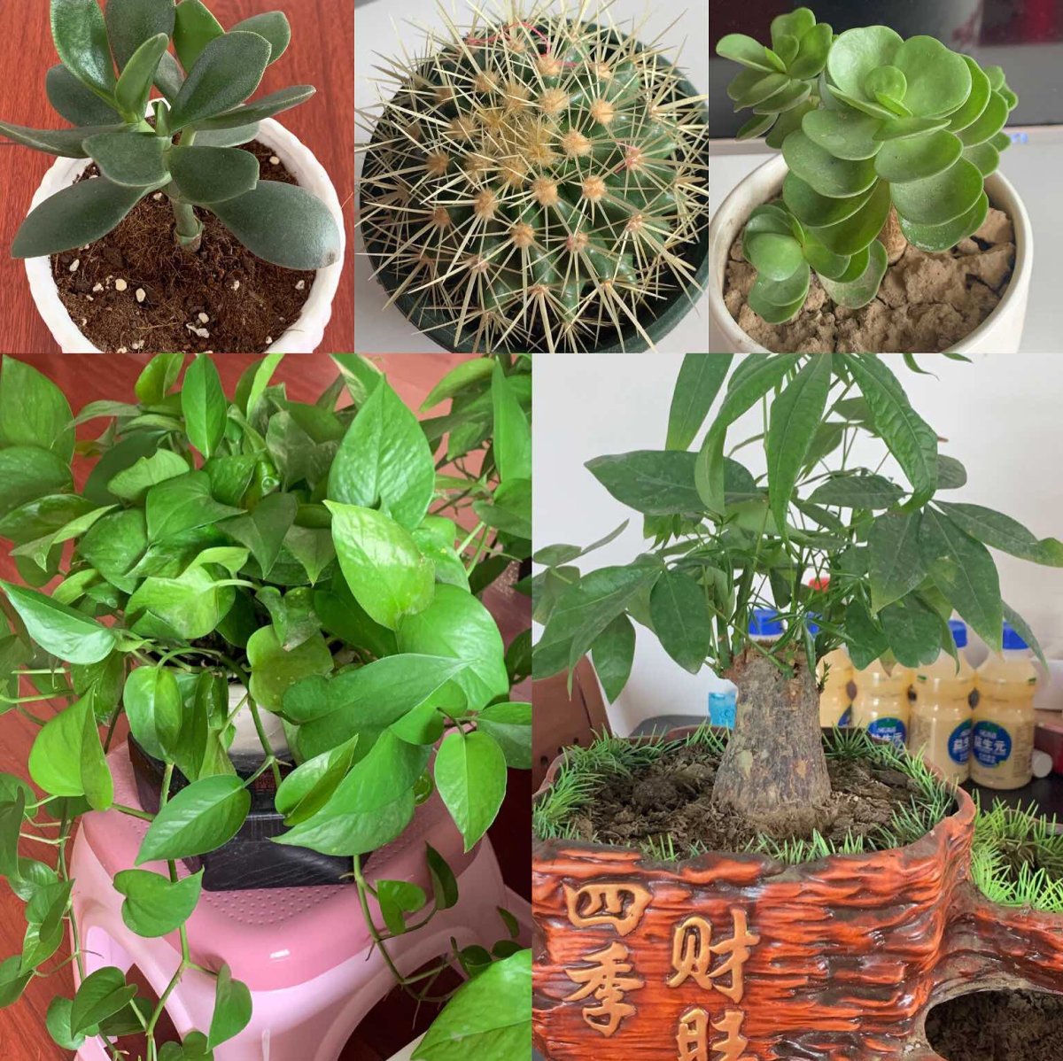 🍃🌲～～晒绿植～～🌳🍂：       终于有机会让大