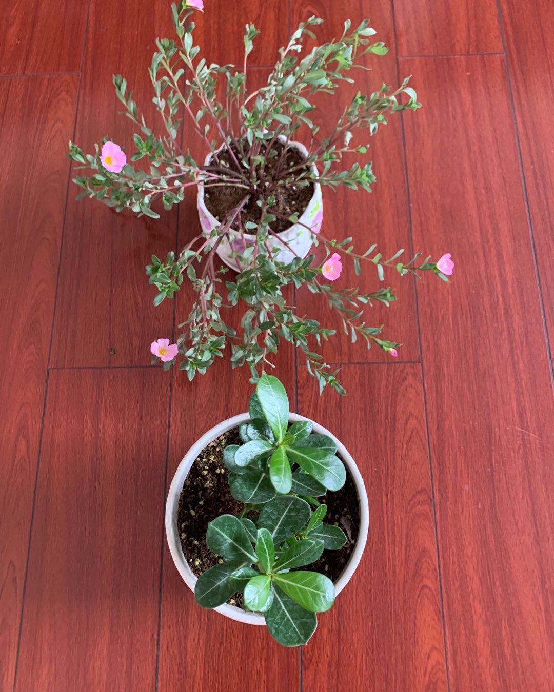 🍃🌲～～晒绿植～～🌳🍂：       终于有机会让大